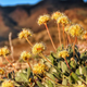 Illustration for article titled A Rare Flower Is Screwing Up Plans for a Nevada Lithium Mine